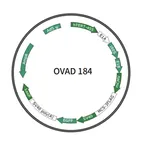 Plasmid map of OVAD184-2597