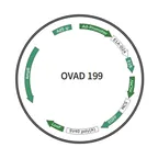 Plasmid map of OVAD199-2597