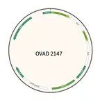 Plasmid map of OVAD2147