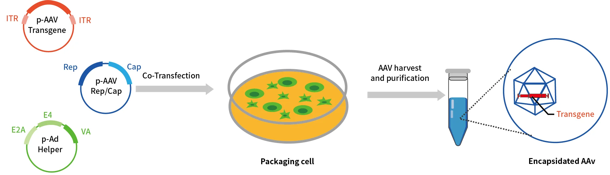 Schematic overview of recombinant AAV production using a triple-plasmid transfection system: pAAV transgene, pAAV Rep/Cap and pAd helper plasmids are co-transfected into HEK293 packaging cells, followed by AAV harvest and purification to obtain encapsidated AAV particles carrying the transgene.