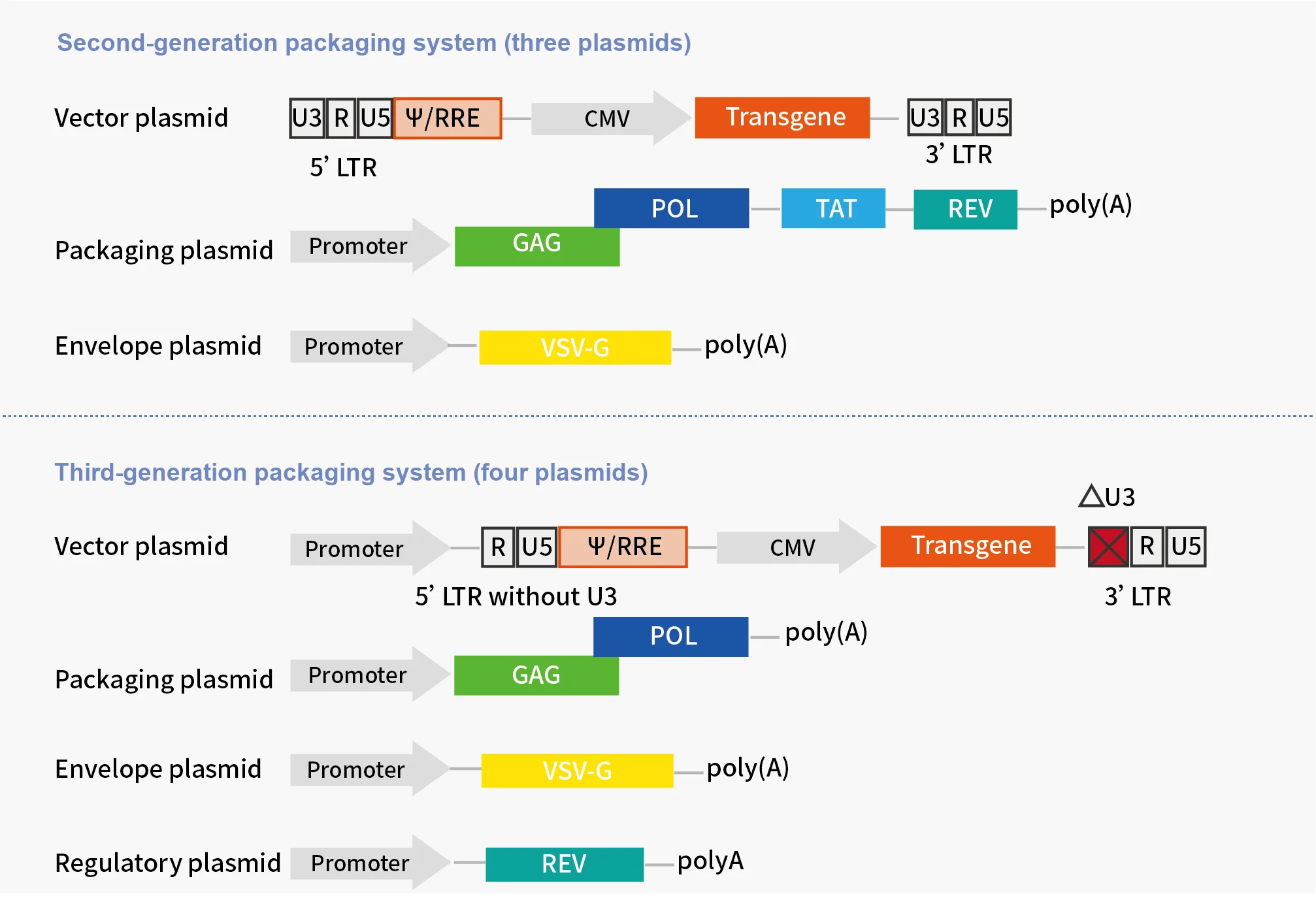 Comparison of the second-generation (three-plasmid) and third-generation (four-plasmid) lentiviral packaging systems, showing the vector, packaging, envelope and regulatory plasmid constructs with LTR, psi/RRE, promoter and transgene elements.