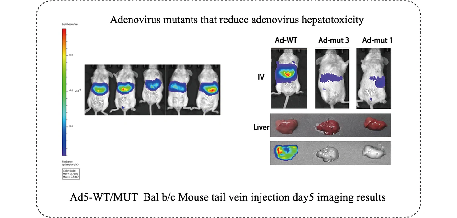 In vivo imaging of Balb/c mice injected with Ad5-WT and hepatotoxicity-reducing Ad5 mutants